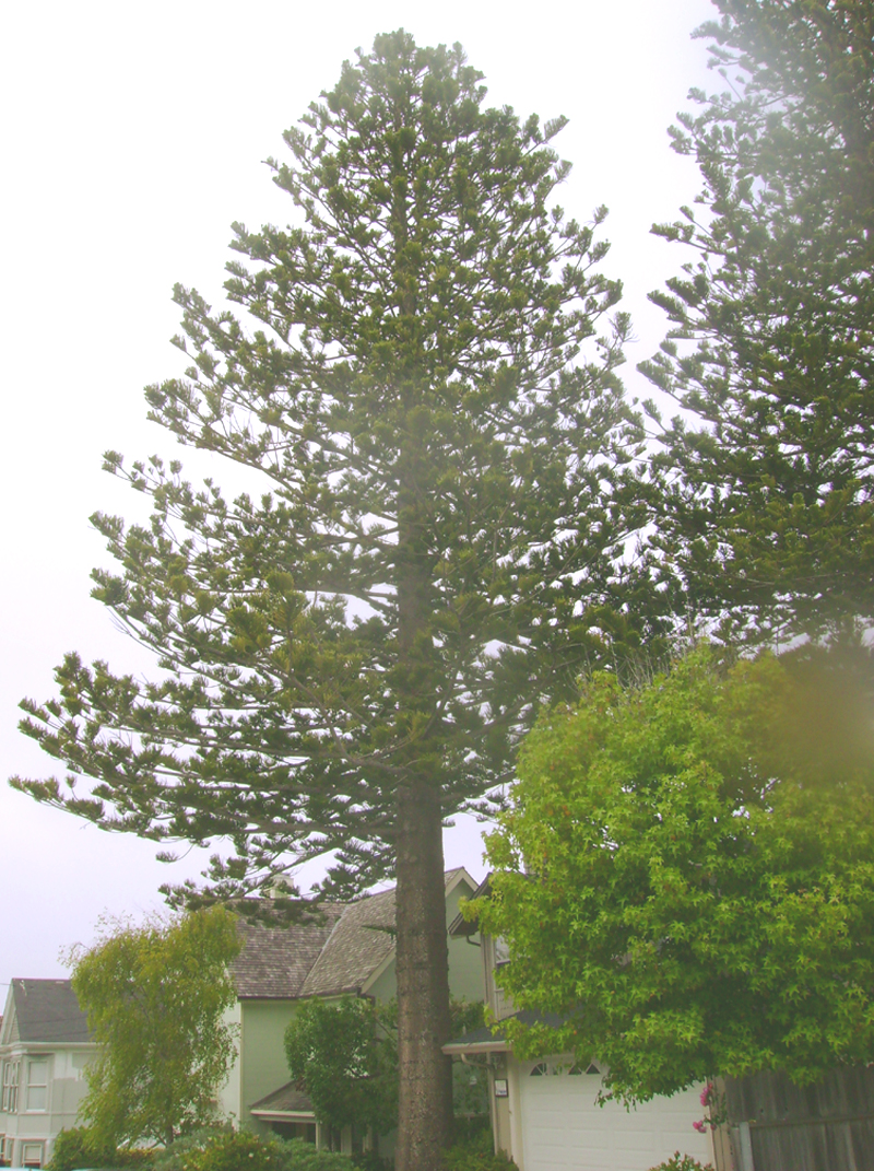 Norfolk Pine shape